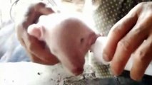Naissance d'un porcelet à 2 têtes dans une ferme en Chine !