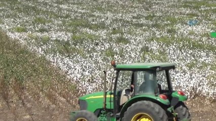Kahramanmaraş'ta Pamuk Hasadı Başladı