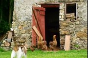 The Cat & The Ducklings (Animal Odd Couples)