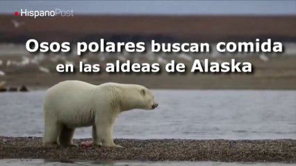 Cambio climático expulsa a los osos polares de su hábitat natural