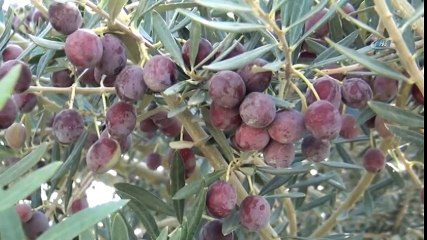 800 Yıllık Zeytin Ağacından İlk Hasat Yapıldı