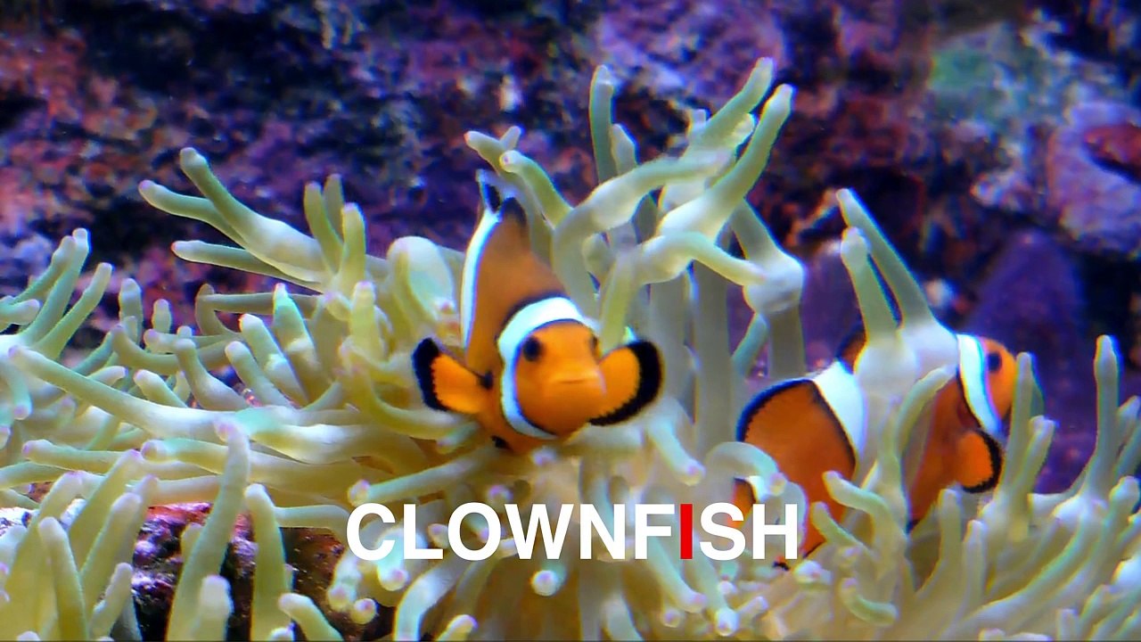 Animals for Kids | Animals Videos for Children Part 3 | Learn to Spell Animals Names