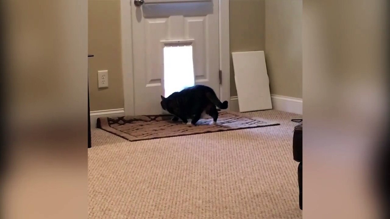 Insolite : ce chiot espiègle trouve un subterfuge pour que son nouvel ami rentre dans leur maison.