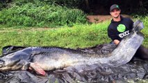 Il pêche une énorme silure de 274 cm