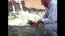 Un pigeon apprend à voler