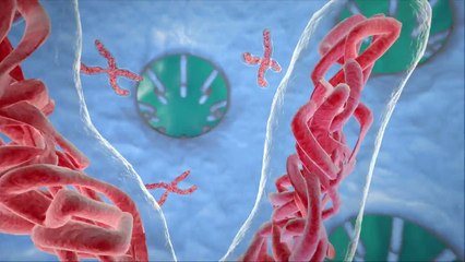 Epigénétique, du jeu dans les gènes