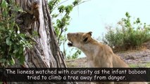 What Did This Lionesses With A Baby Baboon After Killing His Mother? Truly Defies Nature !