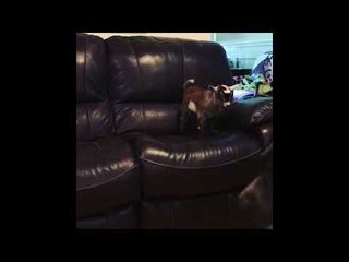 Pygmy Goat Kids Around in Living Room