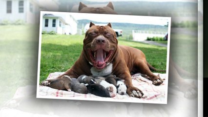 Pitbull Dogs - Strong dogs