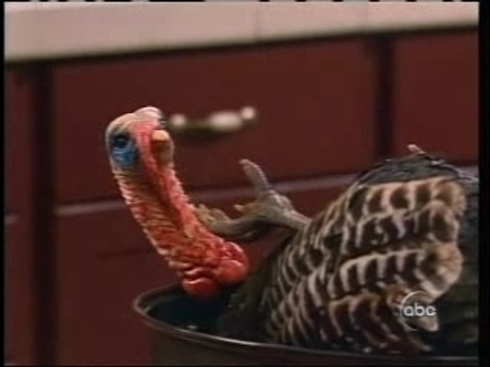 Animal Makers - Realistic Animatronic Animal Replicas