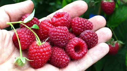 Први слободни србски дневник са 74-те литије Београдом 12.8.2017 - YouTube