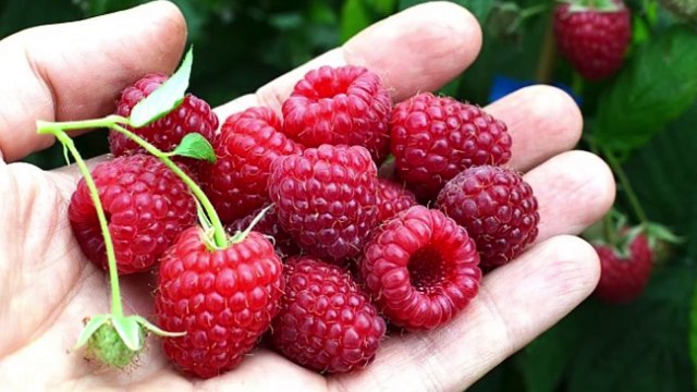 Први слободни србски дневник са 74-те литије Београдом 12.8.2017 - YouTube