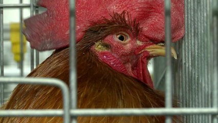 AI 막는 단백질 발견...바이러스 30% 줄여 / YTN