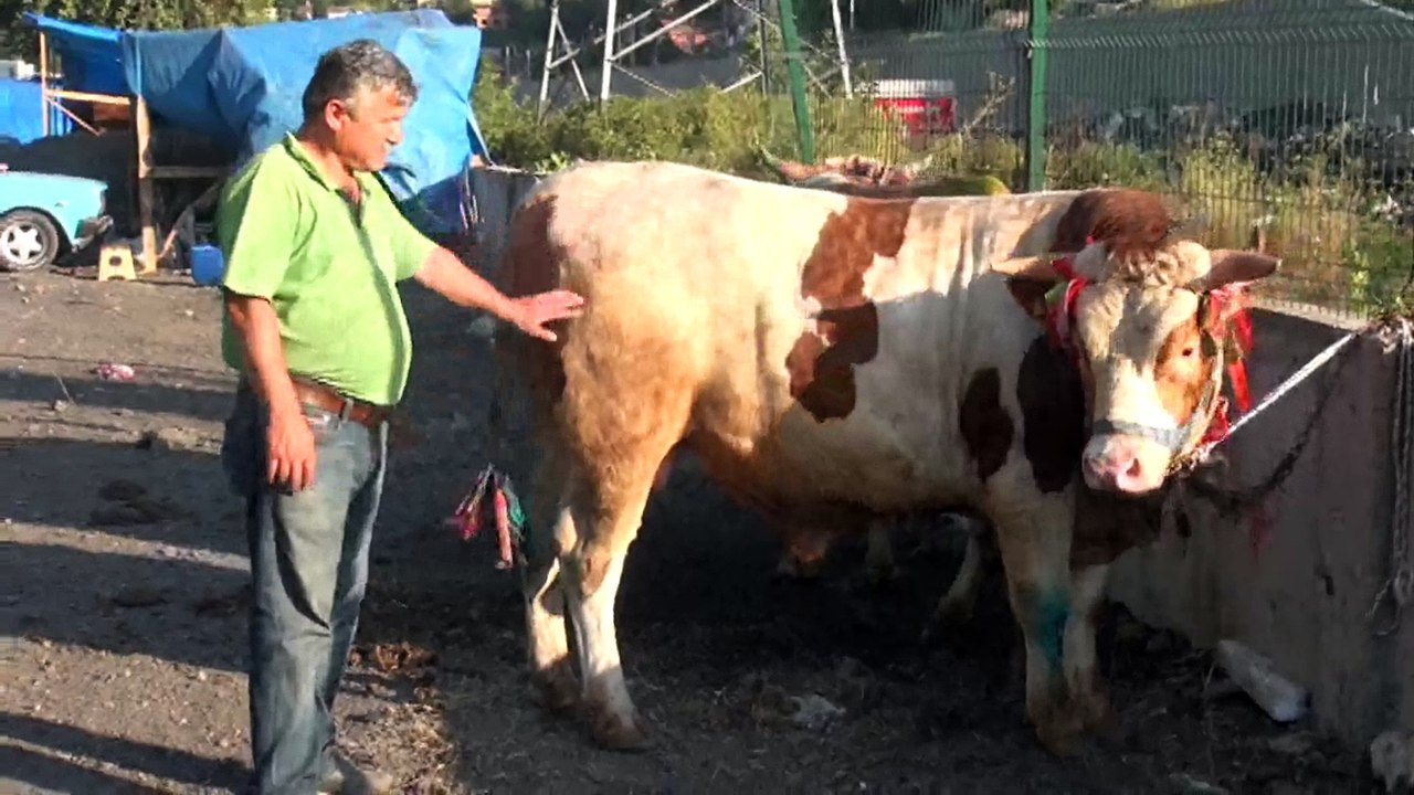 1 Ton boğa!