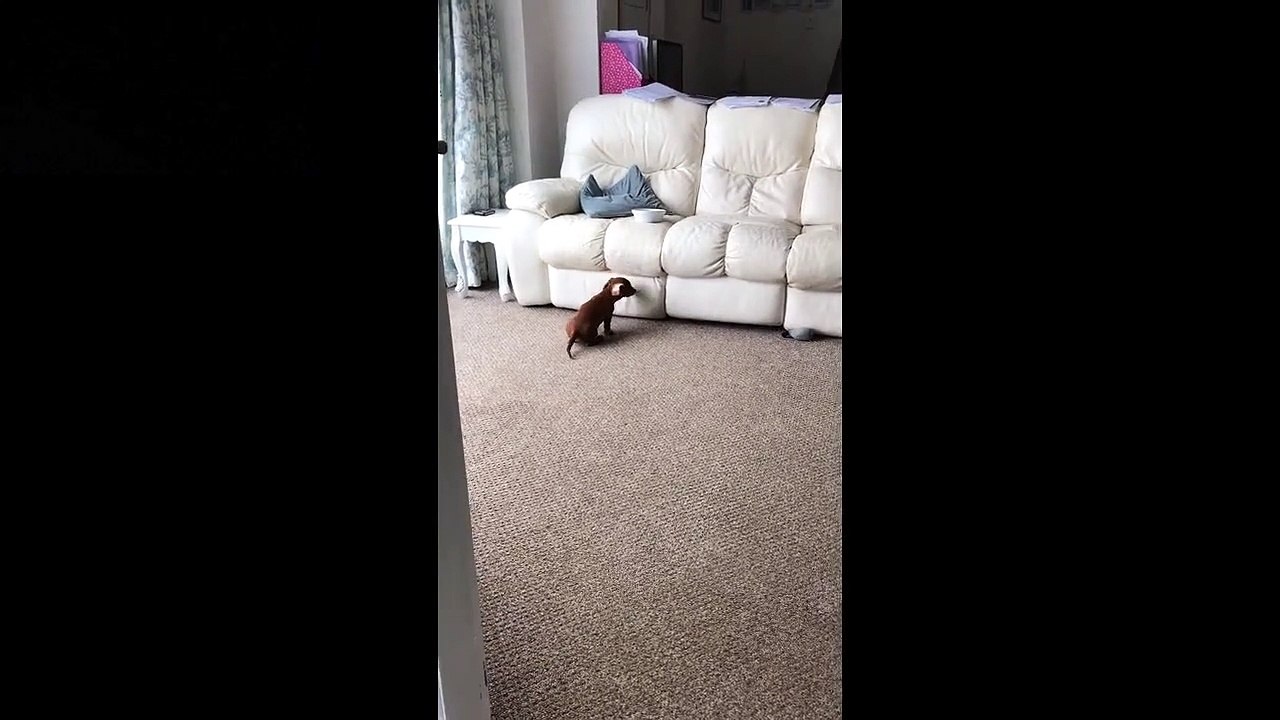 Pauvre chiot. Il ne parvient pas à monter sur le canapé pour manger