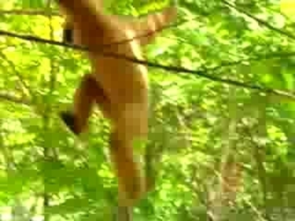 Singe tigre