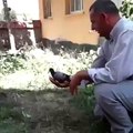 Un pigeon apprend à voler finalement attaquer par un chat