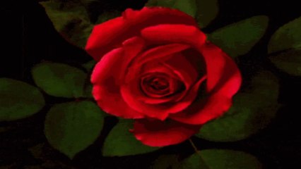 Une Fleur rien qu une rose