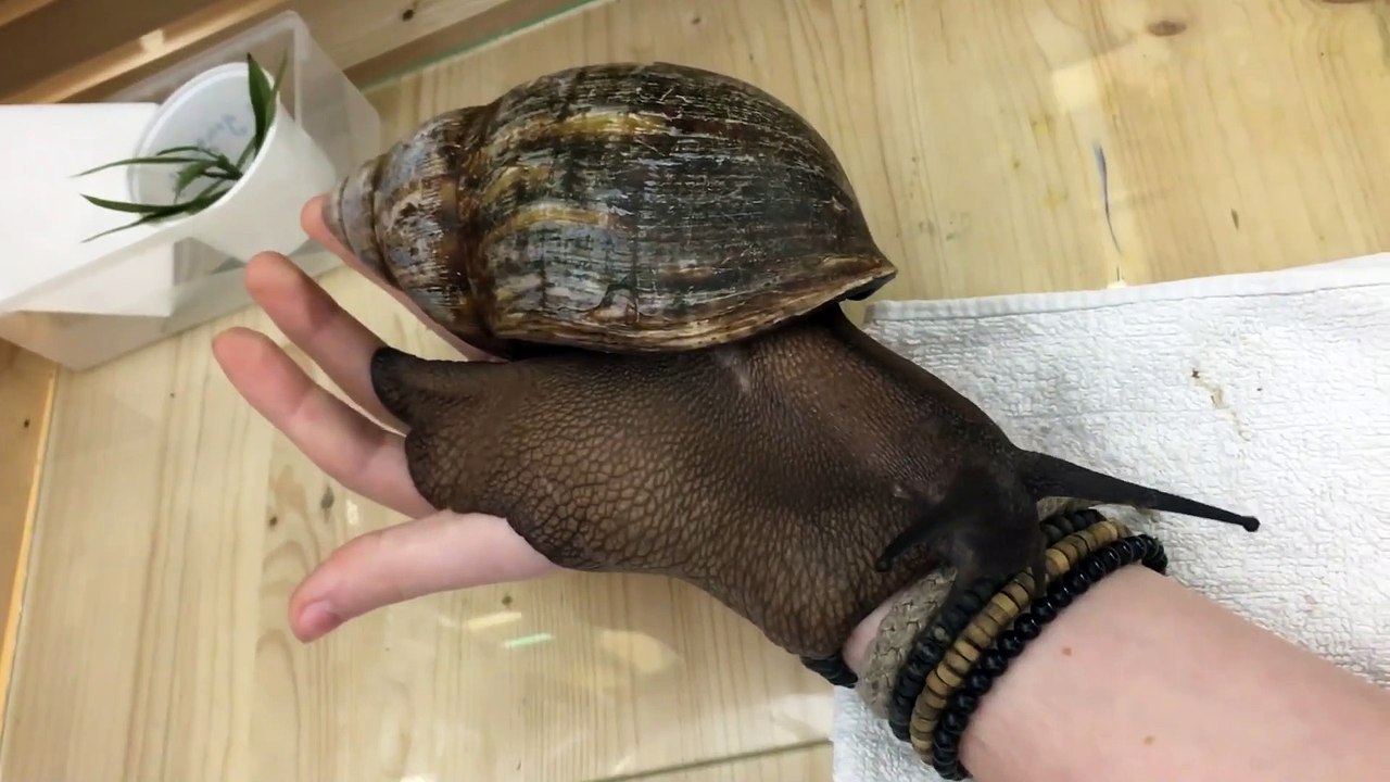 VOILA Le plus GRAND escargot du monde