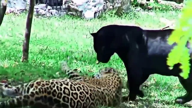 Big vs Big Cats Deadliest Fights Tiger Jaguar Cheetah Gorilla Crocodile Lions Attacks