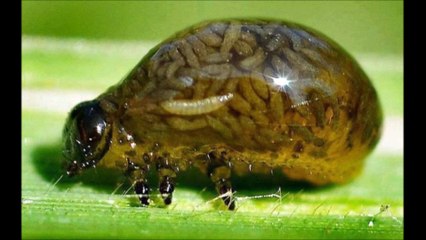 Ces animaux et insectes vont vous donner des cauchemars