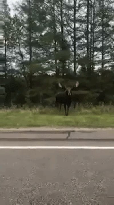 Curious Moose Spotted on the Highway in Little Lake, Michigan