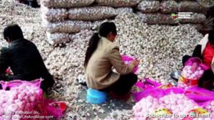 Your Garlic is being Imported from China, Filled with Bleach and more Here is How To Spot It