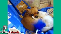 Cat and Kittens Vs Chihuahua Are Best Friend - Cats Loves Chihuahua