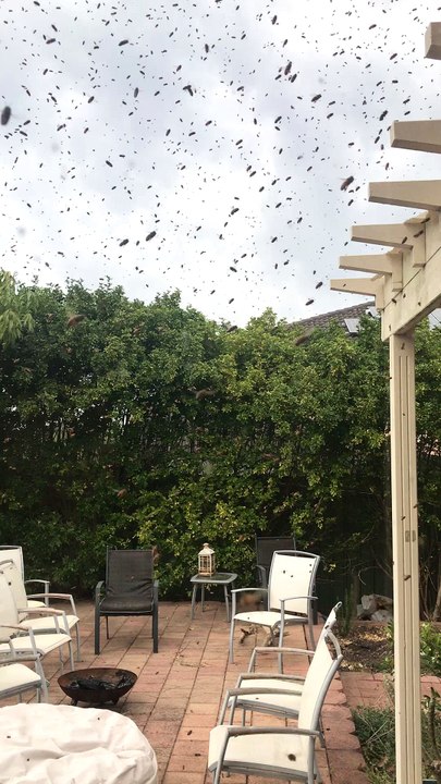 Giant Bee Swarm
