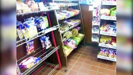 Funniest Pet Moments of 2016 Caught On Tape Weekly Compilation | Funny Pet Videos