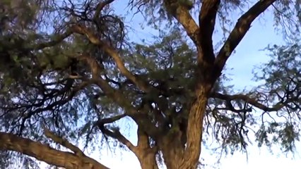 표범 나무위에서 독수리 사냥 멋지다 충격적인 장면