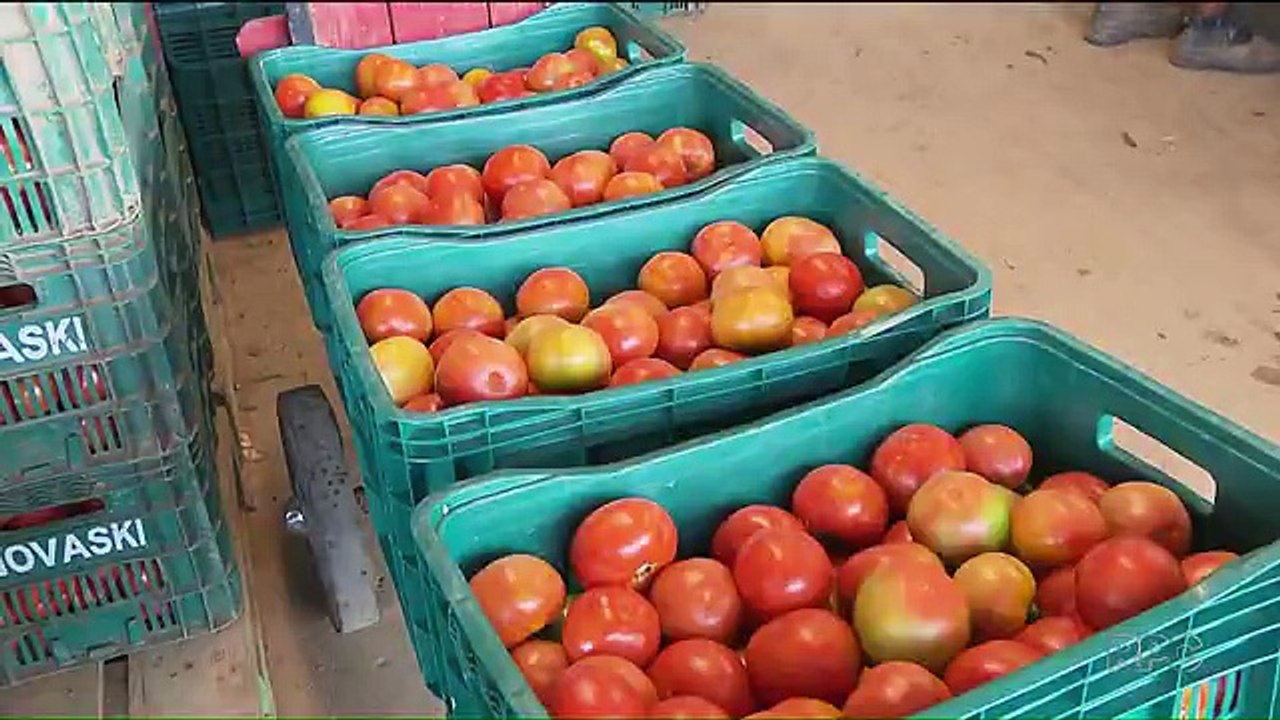 Agricultores destroem batata e tomate
