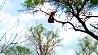 표범 나무위에서 독수리 사냥 멋지다 충격적인 장면