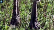 Most Amazing Wild Animals Attacks Wild Animal Fights Caught On Camera