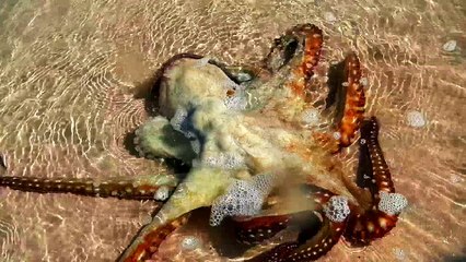 Rescued Octopus Came Back to Thank Us