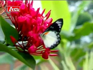 HARAPAN HAMPA#RITA SUGIARTO#DANGDUT#LEFT