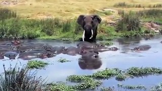 코끼리 vs 화난 하마