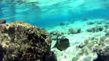 Snorkeling in Maldives - Vacation in Maldives   Underwater Animals