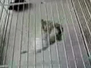 Hamster gymnaste