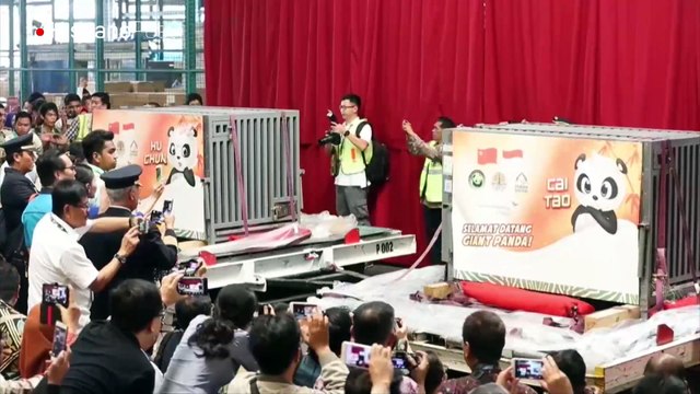 Cai Tao y Hu Chun, los nuevos huéspedes del zoológico de Indonesia