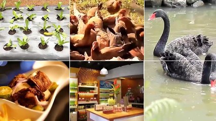 Alagang Magaling S8 EP4 - COTABATO RACING PIGEON CLUB