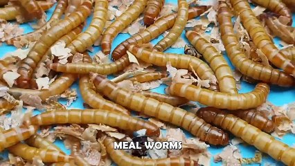 Alagang Magaling S8 EP4 - EXOTIC FEEDERS PHILIPPINES PART 1