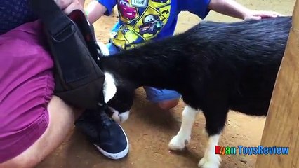 ANIMALS POOPING AT THE ZOO Kid at the ZOO Funny Family Fun Trip to Petting Farm Animals for Children