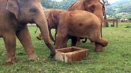 Animal Match Up - Baby Learn About Animal: Elephant, Hyena, Lion, Zebra, Deer, Rhinoceros, Pelican
