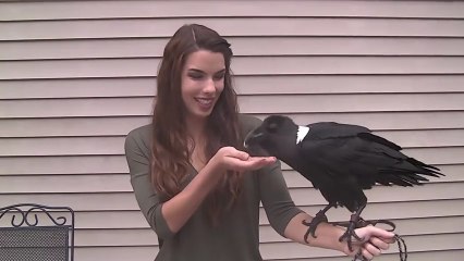 Konuşabilen Akıllı Karga