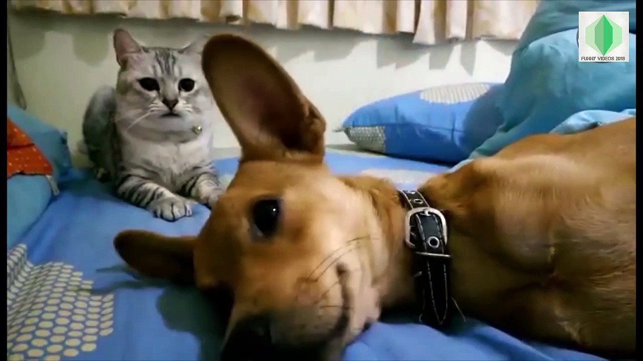 Awesome Prank Pets Funny Pet Video - Funny Videos 2017 2018