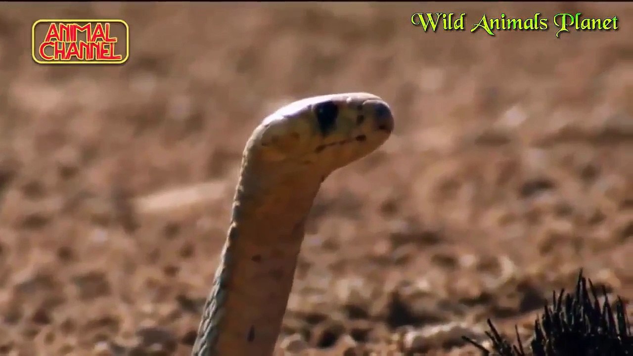 Wild boar attacked the lion I can not believe my eyes