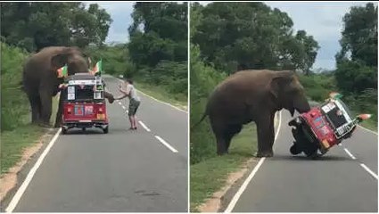 Elephant In Sri Lanka Overturns Tuk Tuk In Search Of Food