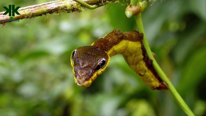 Yılan taklidi yapan tırtıl