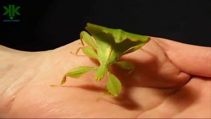 Dünyanın en ilginç Böceği - Yaprak Görünümlü Böcek